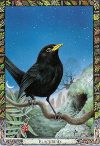 The Blackbird