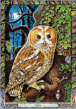 Owl